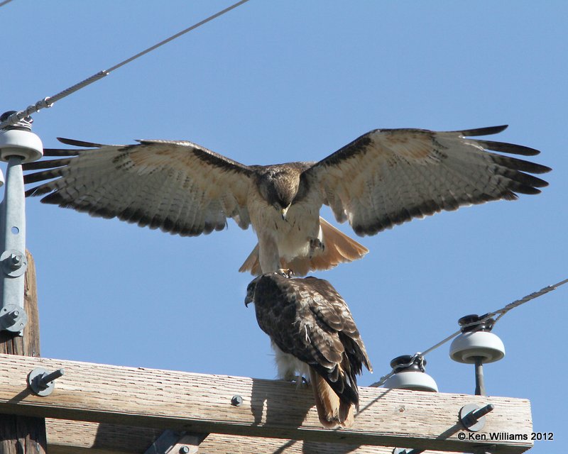 Red-tailed Hawk - Fuertes's juvenile, S. Alpine, TX, 4-21-12, Ja_7613.jpg
