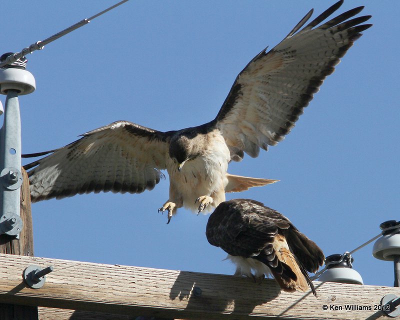 Red-tailed Hawk - Fuertes's juvenile, S. Alpine, TX, 4-21-12, Ja_7616.jpg