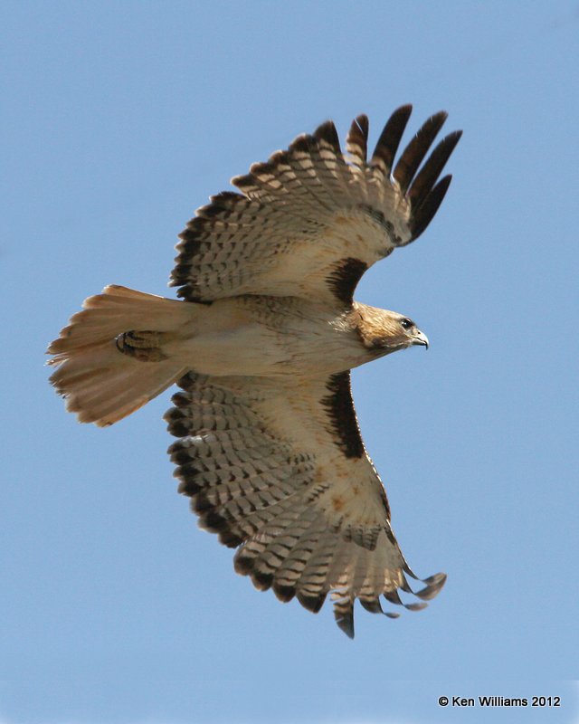 Red-tailed Hawk - Fuertes's juvenile, S. Alpine, TX, 4-21-12, Ja_7623.jpg