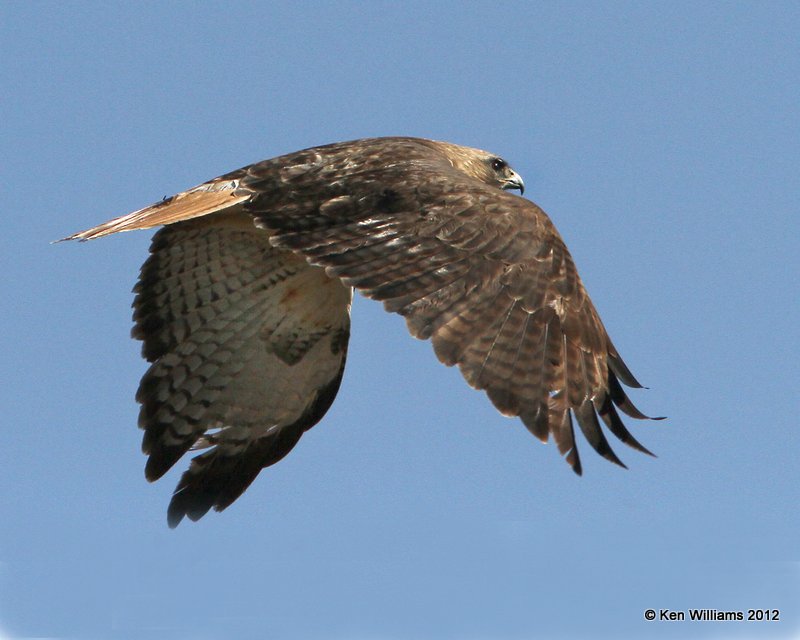 Red-tailed Hawk - Western, S. Alpine, TX, 4-21-12, Ja_7625.jpg