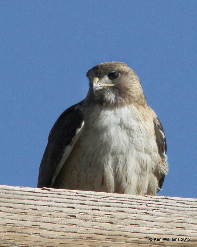 Red-tailed Hawk - Fuertes's juvenile, S. Alpine, TX, 4-21-12, Ja_7627.jpg