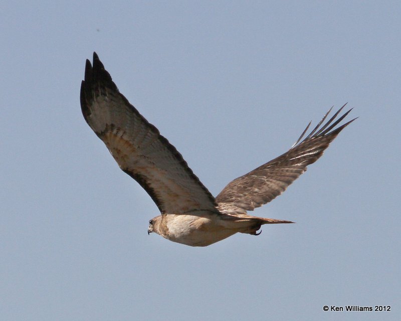 Red-tailed Hawk - Fuertes's juvenile, S. Alpine, TX, 4-21-12, Ja_7635.jpg