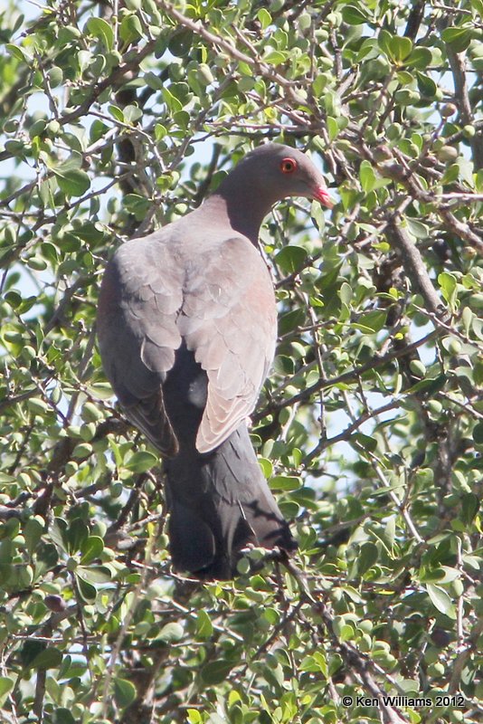 Red-billed Pigeon, Falcon County Park, TX, 4-22-12, Ja 8987.jpg