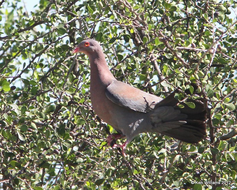 Red-billed Pigeon, Falcon County Park, TX, 4-22-12, Ja_8953.jpg
