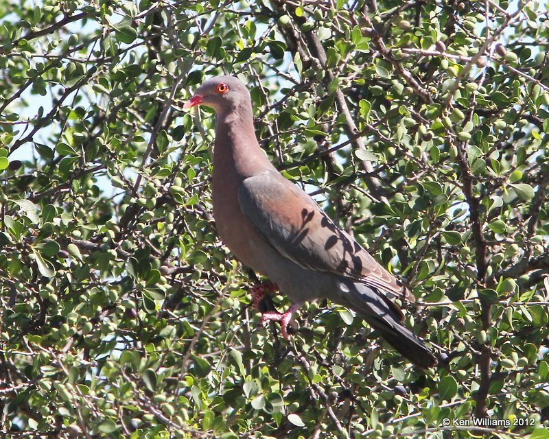 Red-billed Pigeon, Falcon County Park, TX, 4-22-12, Ja_8966.jpg