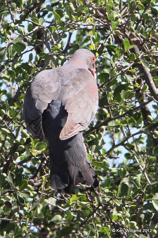 Red-billed Pigeon, Falcon County Park, TX, 4-22-12, Ja_8985.jpg