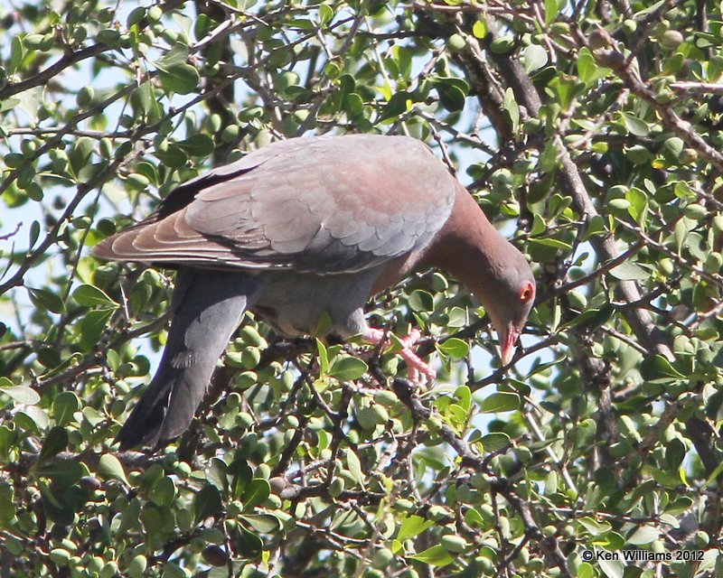 Red-billed Pigeon, Falcon County Park, TX, 4-22-12, Ja_8992.jpg