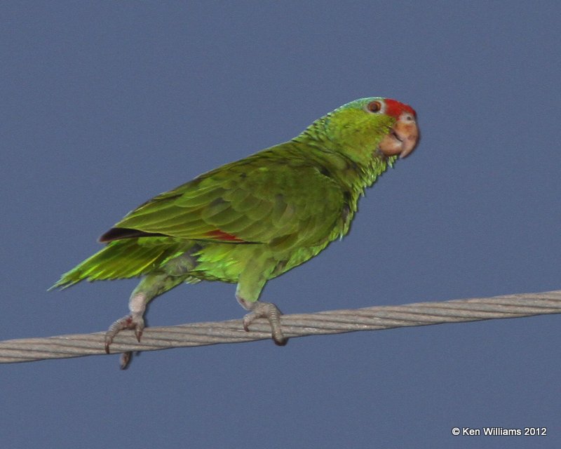 Red-crowned Parrot, Harlingin, TX, 4-23-12, Ja_9999_13.jpg