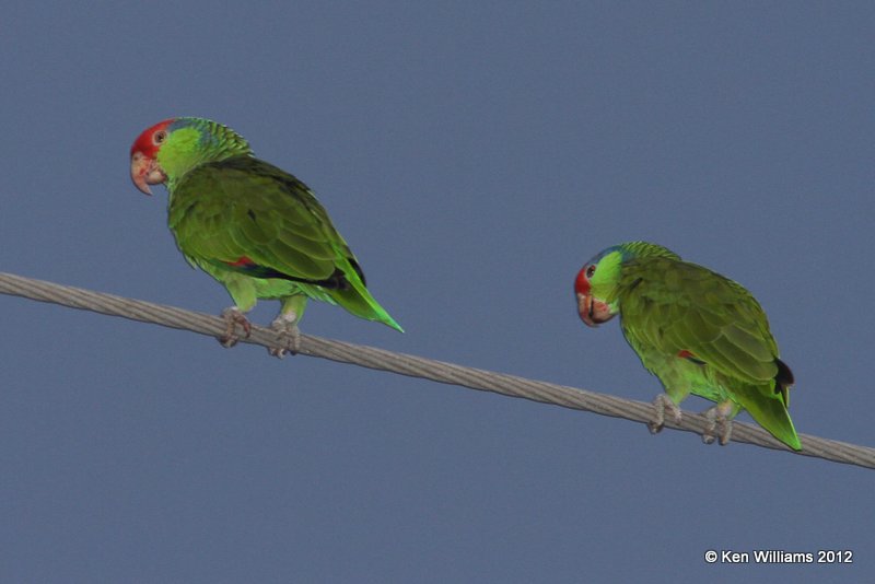 Red-crowned Parrot, Harlingin, TX, 4-23-12, Ja_9999_18.jpg