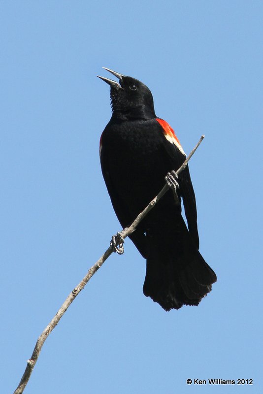 Red-winged Blackbird male, San Ygnacio, TX, 4-22-12, Ja_8262.jpg