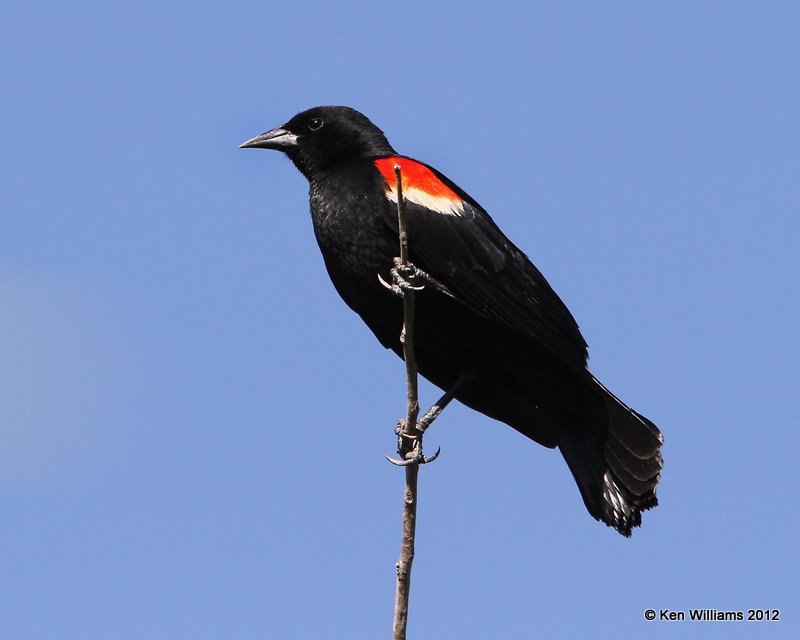 Red-winged Blackbird male, San Ygnacio, TX, 4-22-12, Ja_8263.jpg