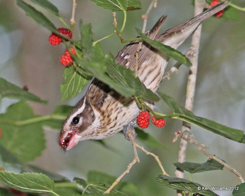 Rose-breasted Grosbeak female, Smith Oaks, High Island, TX, 4-28-12, Ja_12053.jpg