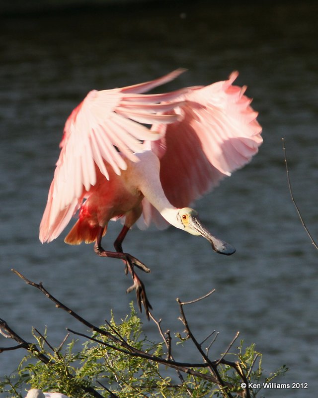 Roseate Spoonbill breeding adult, Smith Oaks rookery, High Island, TX, 4-28-12, Ja_11962.jpg