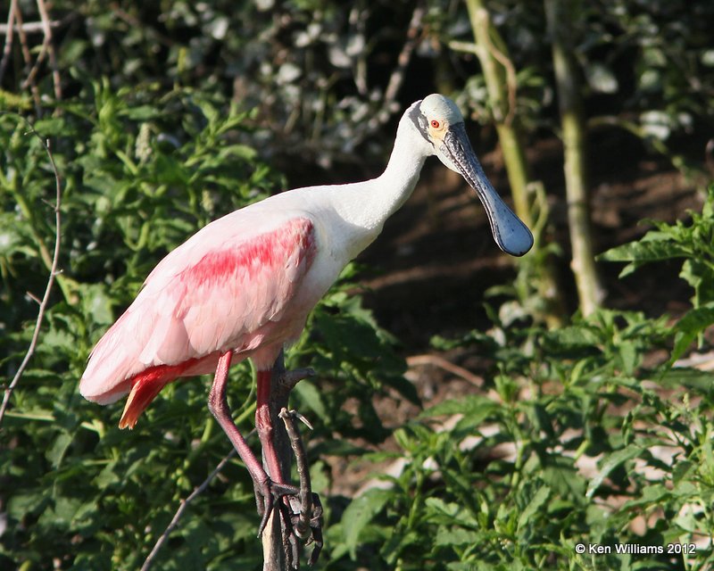 Roseate Spoonbill breeding adult, Smith Oaks rookery, High Island, TX, 4-28-12, Ja_11966.jpg