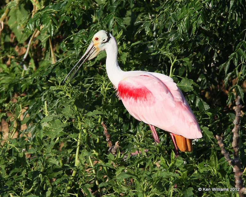 Roseate Spoonbill breeding adult, Smith Oaks rookery, High Island, TX, 4-28-12, Ja_11969.jpg