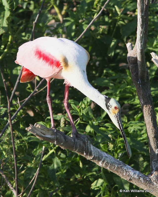 Roseate Spoonbill breeding adult, Smith Oaks rookery, High Island, TX, 4-28-12, Ja_11977.jpg