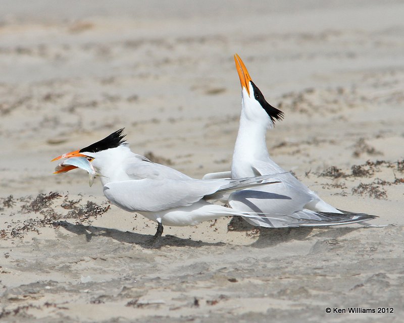 Royal Tern, Boco Chica beach, TX, 4-26-12, Ja_10931.jpg