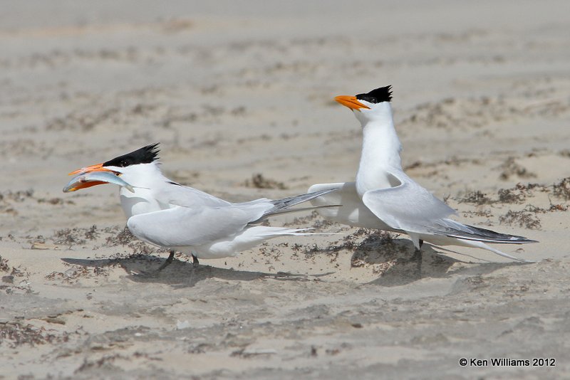 Royal Tern, Boco Chica beach, TX, 4-26-12, Ja_10932.jpg