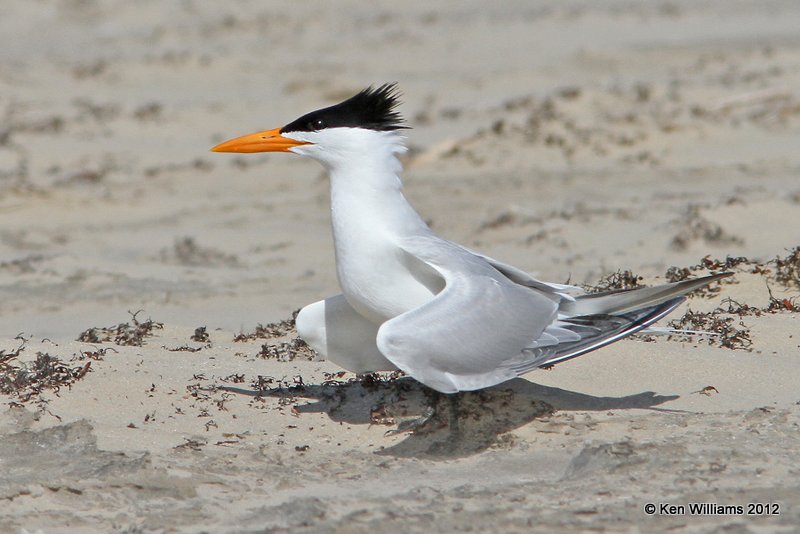 Royal Tern, Boco Chica beach, TX, 4-26-12, Ja_10936.jpg