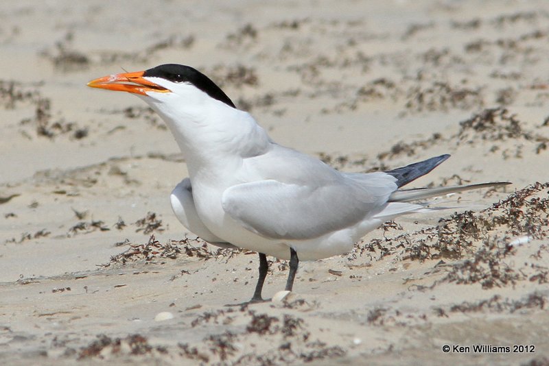 Royal Tern, Boco Chica beach, TX, 4-26-12, Ja_10939.jpg
