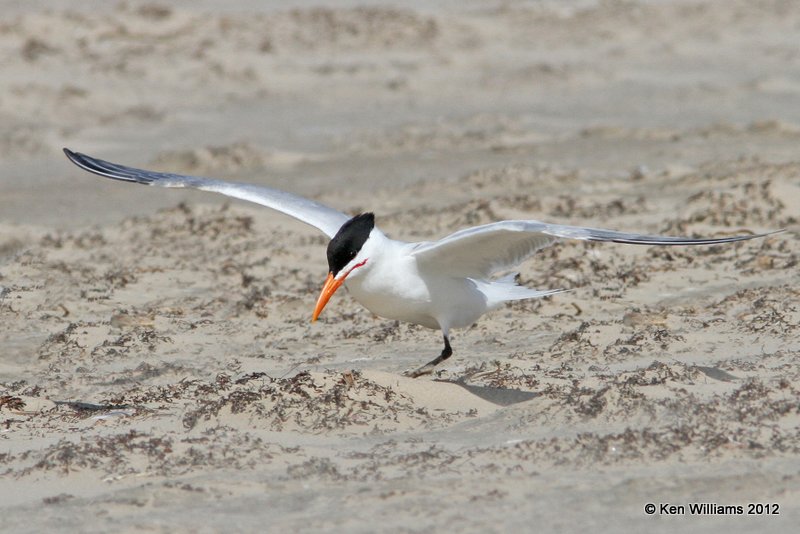 Royal Tern, Boco Chica beach, TX, 4-26-12, Ja_11161.jpg