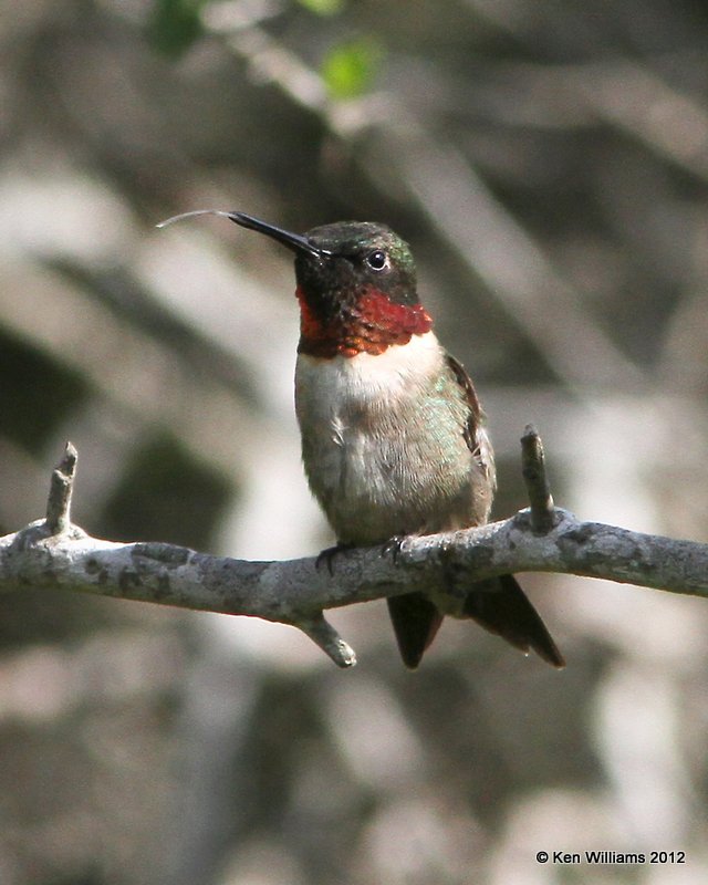 Ruby-throated Hummingbird male, Estero Llano Grande SP, TX, 4-24-12, Ja_256.jpg