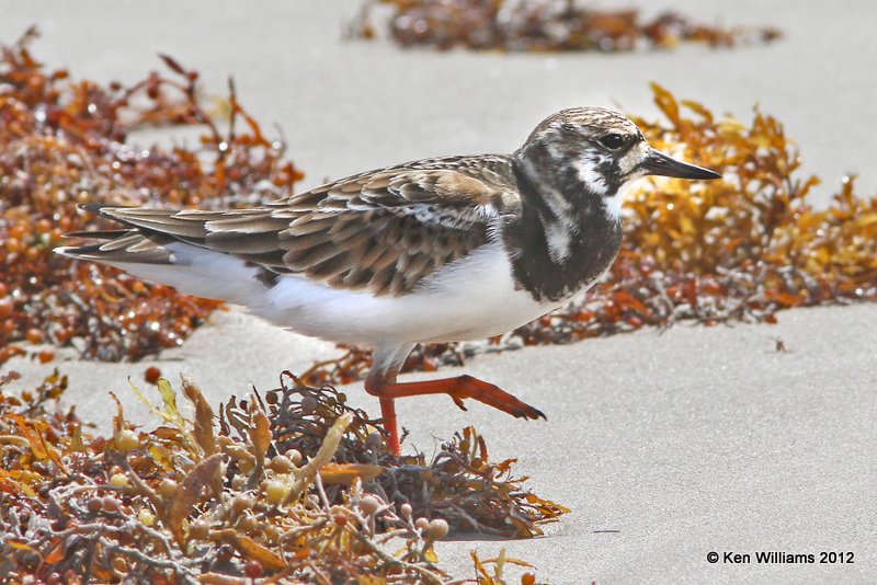 Ruddy Turnstone breeding female, Boco Chica beach, TX, 4-26-12, Ja_11233.jpg