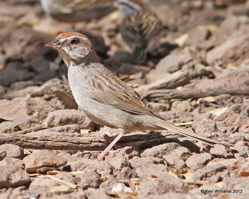 Rufous-crowned Sparrow, Davis Mts SP, TX, 4-16-12, Ja_5859.jpg