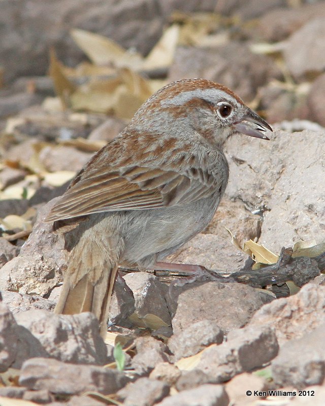 Rufous-crowned Sparrow, Davis Mts SP, TX, 4-16-12, Ja_5863.jpg