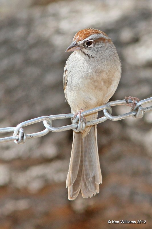 Rufous-crowned Sparrow, Davis Mts SP, TX, 4-16-12, Ja_5870.jpg