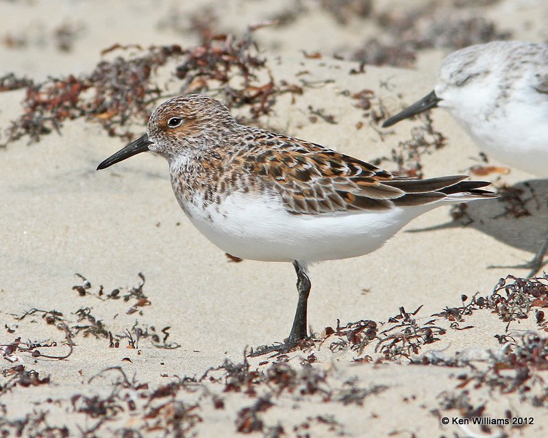 Sanderling breeding plumage, Boco Chica beach, TX, 4-26-12, Ja_11193.jpg