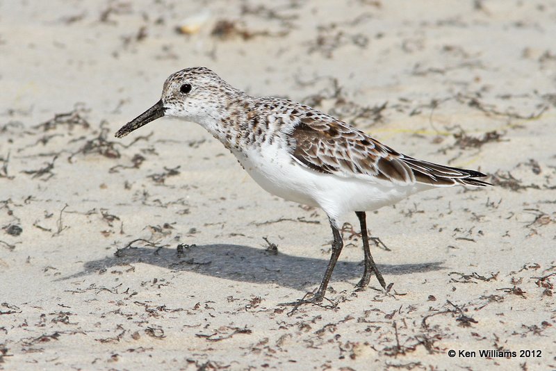 Sanderling juvenile, Boco Chica beach, TX, 4-26-12, Ja_10798.jpg