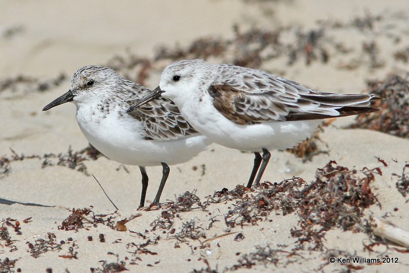 Sanderling juvenile, Boco Chica beach, TX, 4-26-12, Ja_11206.jpg