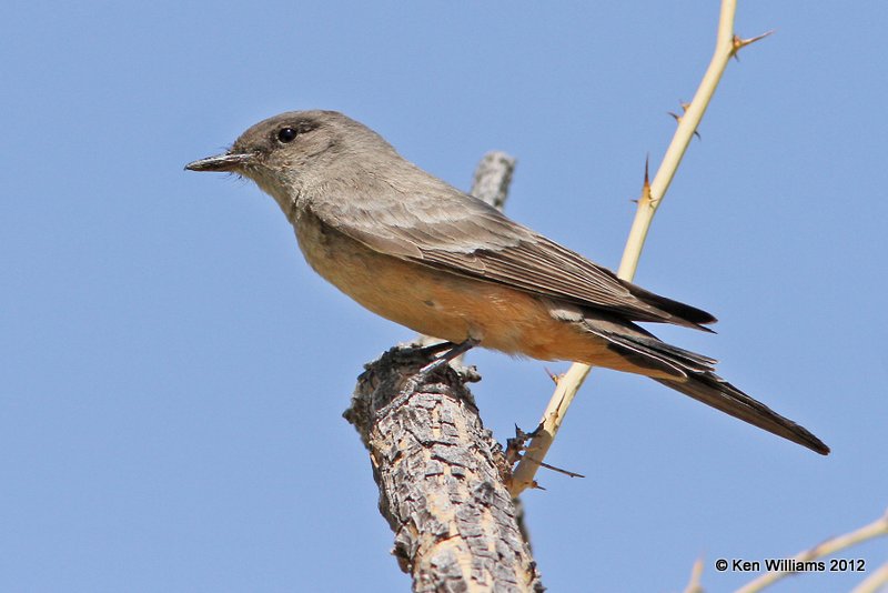 Say's Phoebe, Big Bend NP, TX, 4-20-12, Ja_7105.jpg