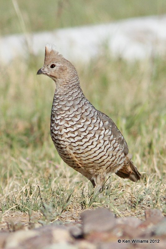 Scaled Quail, Balmorhea SP, TX, 4-15-12, Ja_5042.jpg