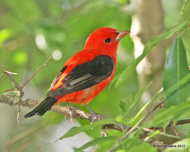 Scarlet Tanager male, Smith Oaks, High Island, TX, 4-28-12, Ja_11927.jpg
