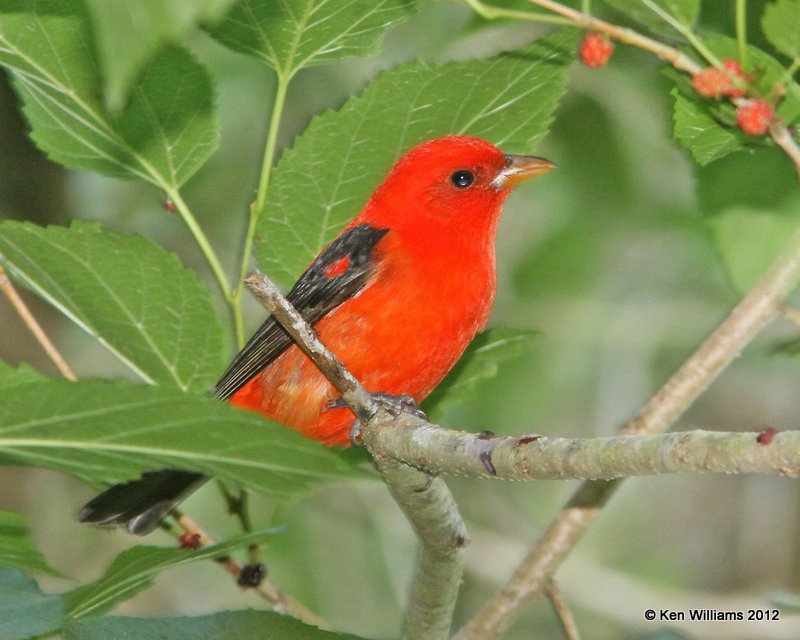 Scarlet Tanager male, Smith Oaks, High Island, TX, 4-28-12, Ja_12041.jpg