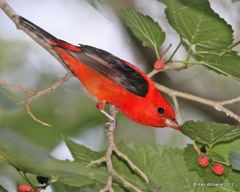 Scarlet Tanager male, Smith Oaks, High Island, TX, 4-28-12, Ja_12063.jpg