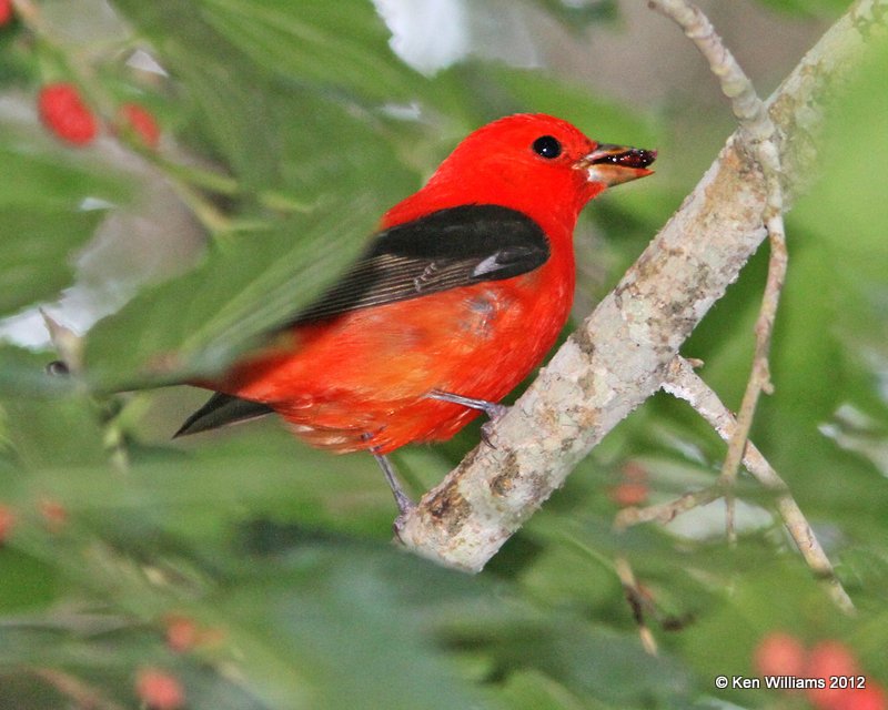 Scarlet Tanager male, Smith Oaks, High Island, TX, 4-28-12, Ja_12067.jpg