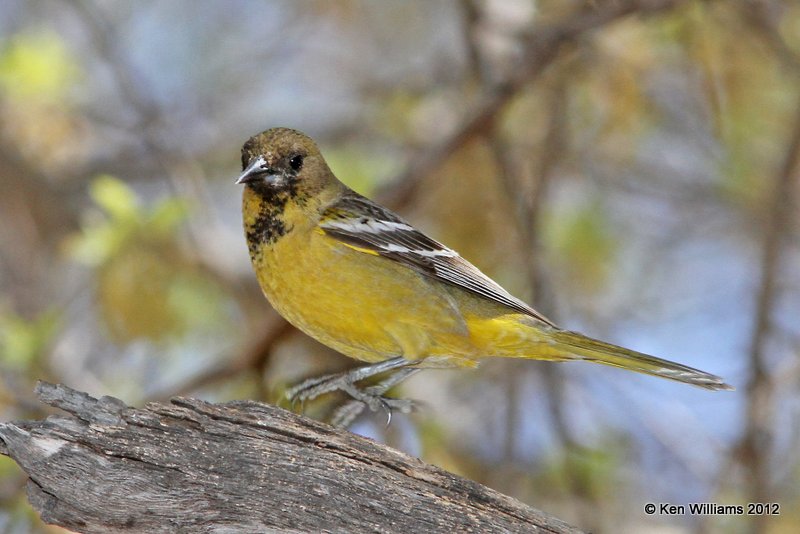 Scott's Oriole female, Davis Mts SP, TX, 4-16-12, Ja_5663.jpg