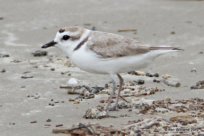 Snowy Plover breeding plumage, Galveston SP, TX, 4-27-12, Ja_11571.jpg