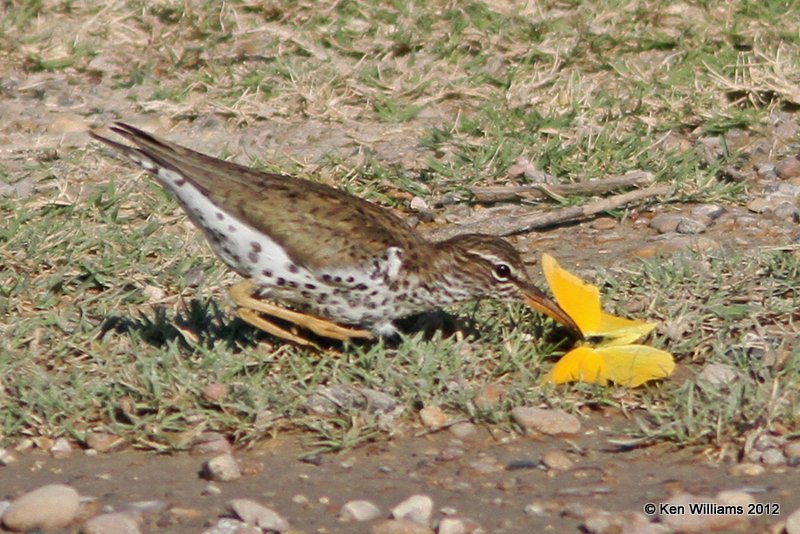Spotted Sandpiper breeding plumage, Salineno, TX, 4-22-12, Ja_9246.jpg