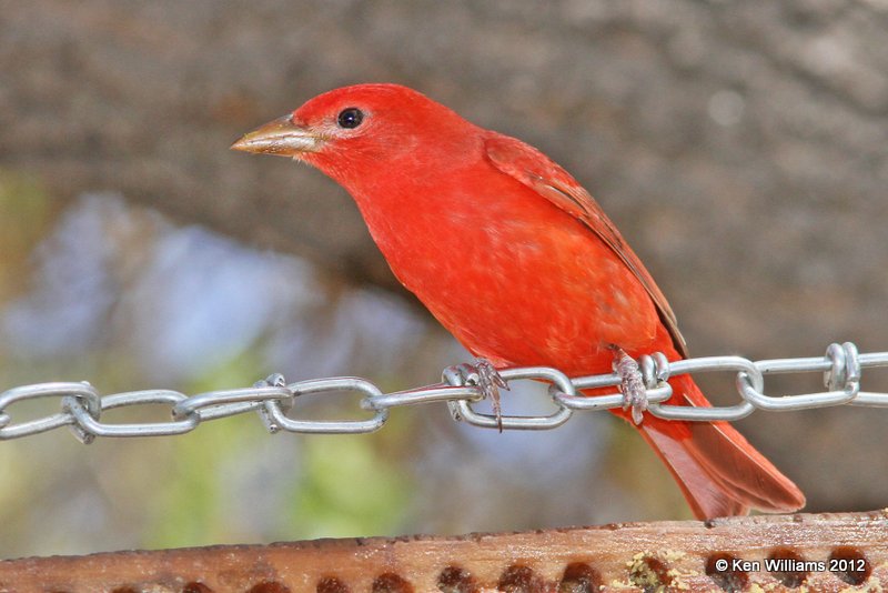 Summer Tanager male, Davis Mts SP, TX, 4-16-12, Ja_5683.jpg