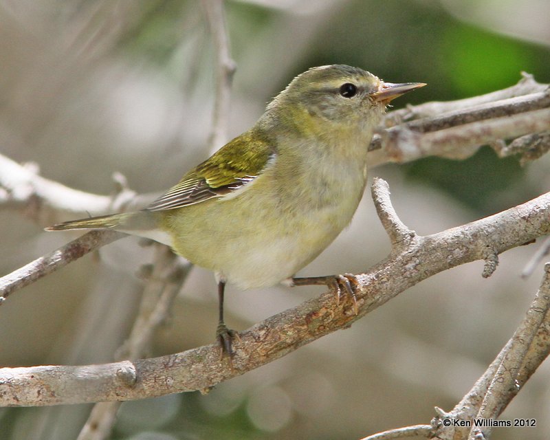 Tennessee Warbler, S. Padre Island, TX, 4-26-12, Ja_11377.jpg