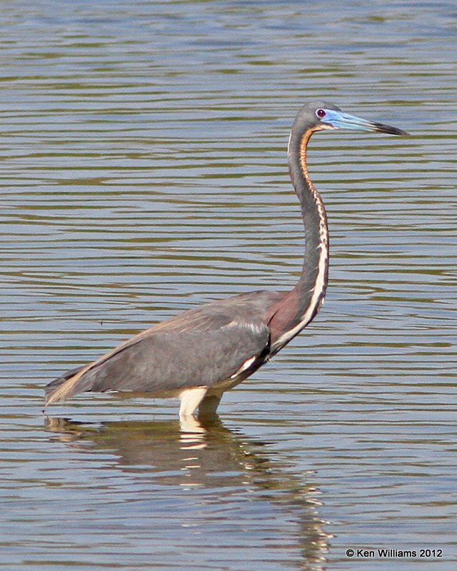 Tricolored Heron, breeding adult, Sana Ana NWR, TX, 4-25-12, Ja_10340.jpg