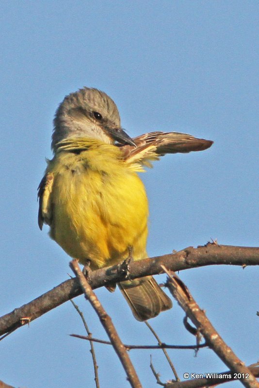 Tropical Kingbird, Sana Ana NWR, TX, 4-25-12, Ja_10130.jpg