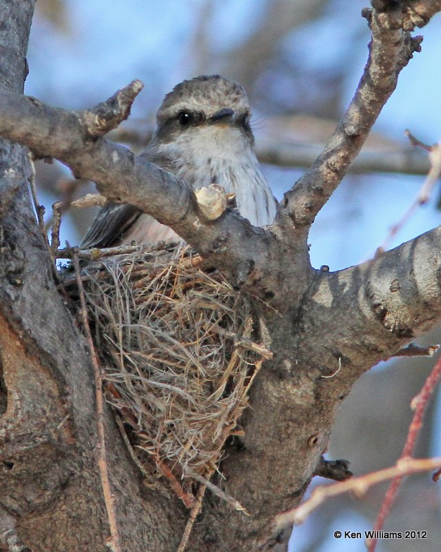 Vermilion Flycatcher female - on nest, Rio Grande subspecies, N. Terlinqua, TX, 4-21-12, Ja_7557.jpg