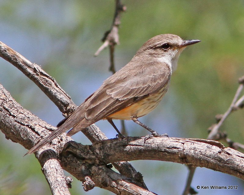 Vermilion Flycatcher female, Big Bend NP, TX, 4-17-12, Ja_6165.jpg