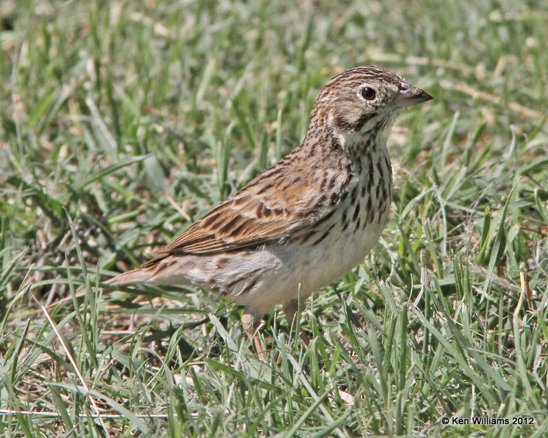 Vesper Sparrow, E. of Marathon, TX, 4-21-12, Ja_7730.jpg