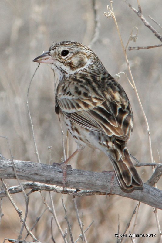 Vesper Sparrow, Big Bend NP, TX, 4-18-12, Ja_6581.jpg